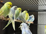 BEBEK YAVRU SAĞLIKLI MUHABBET KUŞLARI