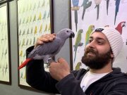 KAPALI BİLEZİKLİ EVCİL YAVRU JAKO PAPAĞANI