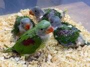 45 VE 50 GÜNLÜK BEBEK EL BESLEME ALEXANDER YAVRULARIMIZ