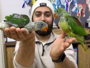 45 VE 50 GÜNLÜK BEBEK EL BESLEME İSKENDER PAPAĞANI YAVRULAR