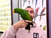 KONUŞAN EK15 MİKROÇİPLİ ECLECTUS PAPAĞANI EĞİTİMLİ
