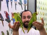 BEBEK YAVRU PAKİSTAN PAPAĞANLARIMIZ 