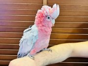 FULL EVCİL EĞİTİMLİ KONUŞAN GÜL KAKADU PAPAĞANIMIZ