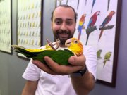 Caique Papağanı FULL EĞİTİMLİ EVCİL KONUŞAN