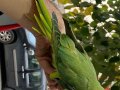 EL BESLEMESİ BEBEK PAKİSTAN PAPAĞANI