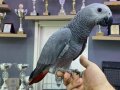 140 GÜNLÜK BEBEK JAKO PAPAĞANIMIZ