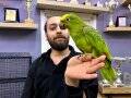 Kahkaha atan Dans eden Sarı alın Amazon papağanı