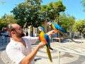 FULL EVCİL SAĞLIKLI KONUŞAN SARI LACİVERT MACAW PAPAĞANI