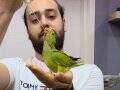 El besleme Pakistan papağanı yavrularımız