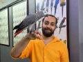 CÜMLE KURAN 100 KELİME KONUŞAN JAKO PAPAĞANIMIZ FULL EVCİL