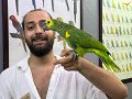 ÜST DÜZEY KONUŞAN BLUEFRONT AMAZON PAPAĞANIMIZ