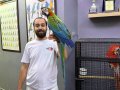 FULL EVCİL HİBRİT MACAW PAPAĞANIMIZ