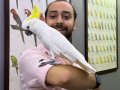 FULL EĞİTİMLİ EVCİL SÜLFÜR KAKADU PAPAĞANIMIZ
