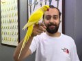 FULL EVCİL KONUŞAN MUTASYON PAKİSTAN PAPAĞANIMIZ