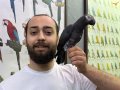 50 KELİME KONUŞAN FULL EVCİL JAKO PAPAĞANI