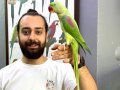 KAPALI BİLEZİKLİ FULL EVCİL ALEXANDER PAPAĞANI
