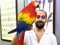 NADİR BULUNAN KONUŞAN SCARLET MACAW PAPAĞANIMIZ