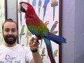 FULL EVCİL EĞİTİMLİ KIRMIZI ARA MACAW PAPAĞANIMIZ