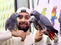 ÜST DÜZEY KONUŞAN FULL EVCİL EĞİTİMLİ JAKO PAPAĞAN