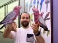 BEBEK EL BESLEME BELGELİ GÜL KAKADU PAPAĞANIMIZ