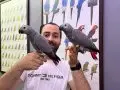 60 GÜNLÜK BELGELİ BEBEK EL BESLEME JAKO PAPAĞANLARI
