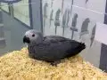 50 GÜNLÜK BEBEK EL BESLEME JAKO PAPAĞANIMIZ