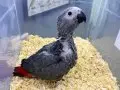 50 GÜNLÜK BEBEK EL BESLEME JAKO PAPAĞANIMIZ