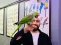 FULL EVCİL EĞİTİMLİ KONUŞAN HALKALI ALEXANDER PAPAĞANI