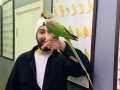 FULL EVCİL EĞİTİMLİ KONUŞAN HALKALI ALEXANDER PAPAĞANI