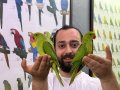 BEBEK YAVRU PAKİSTAN PAPAĞANLARIMIZ 