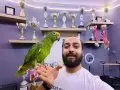 KAHKAHA ATAN EVCİL SARI ALINLI AMAZON PAPAĞANI