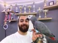 ÇOK KONUŞAN EVCİL JAKO PAPAĞANI
