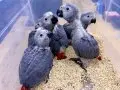 YASAL BELGELİ FATURALI BEBEK JAKO YAVRULAR