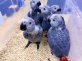YERLİ ÜRETİM BEBEK FATURALI BELGELİ JAKO PAPAĞANLARI