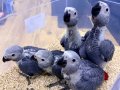 YERLİ ÜRETİM BEBEK FATURALI BELGELİ JAKO PAPAĞANLARI