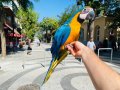 FULL EVCİL EĞİTİMLİ KONUŞAN SARILACİVERT MACAW PAPAĞANI