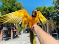 FULL EVCİL EĞİTİMLİ KONUŞAN SARILACİVERT MACAW PAPAĞANI