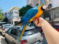 FULL EVCİL EĞİTİMLİ KONUŞAN SARILACİVERT MACAW PAPAĞANI