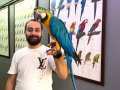Full evcil eğitimli SARILACİVERT MACAW PAPAĞANIMIZ