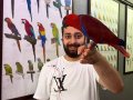 Mikroçipli belgeli evcil kırmızı eclectus papağanımız
