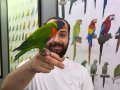 Rainbow gökkuşağı Lori papağanımız full evcil konuşan
