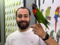 Rainbow gökkuşağı Lori papağanımız full evcil konuşan