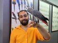 Konuşan Zeki evcil eğitimli Jako papağanı