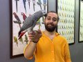 Konuşan Zeki evcil eğitimli Jako papağanı