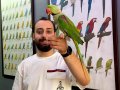 Halkalı full eğitimli evcil konuşan Alexander papağanı