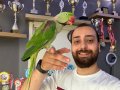 Halkalı full eğitimli evcil konuşan Alexander papağanı