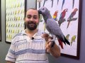 100 KELİME KONUŞAN FULL EVCİL JAKO PAPAĞANI