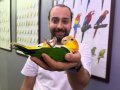 Caique Papağanı FULL EĞİTİMLİ EVCİL KONUŞAN