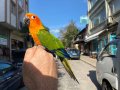 Güneş Konur papağanı Full evcil konuşan 