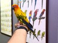 Güneş Konur papağanı Full evcil konuşan 